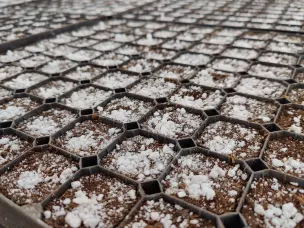 Более 15 миллионов деревьев вырастят в питомниках Нижегородской области в ближайшие три года